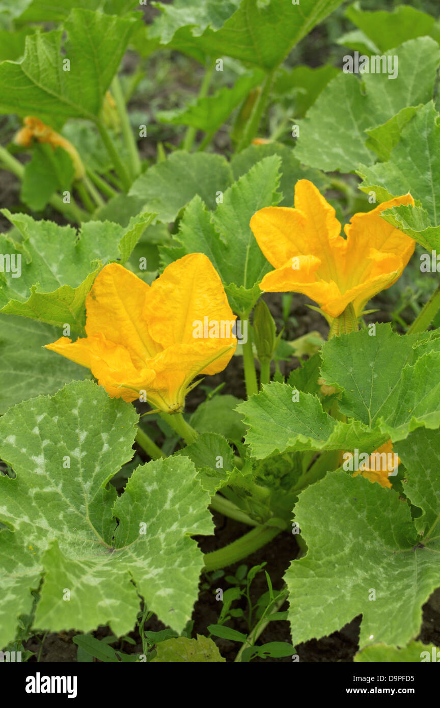Yellow pumpkin flowers among green leaves Stock Photo - Alamy