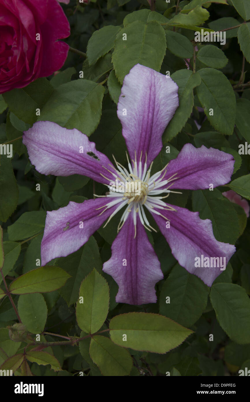 Cranford Rose Garden in bloom at the Brooklyn Botanic Garden, Brooklyn
