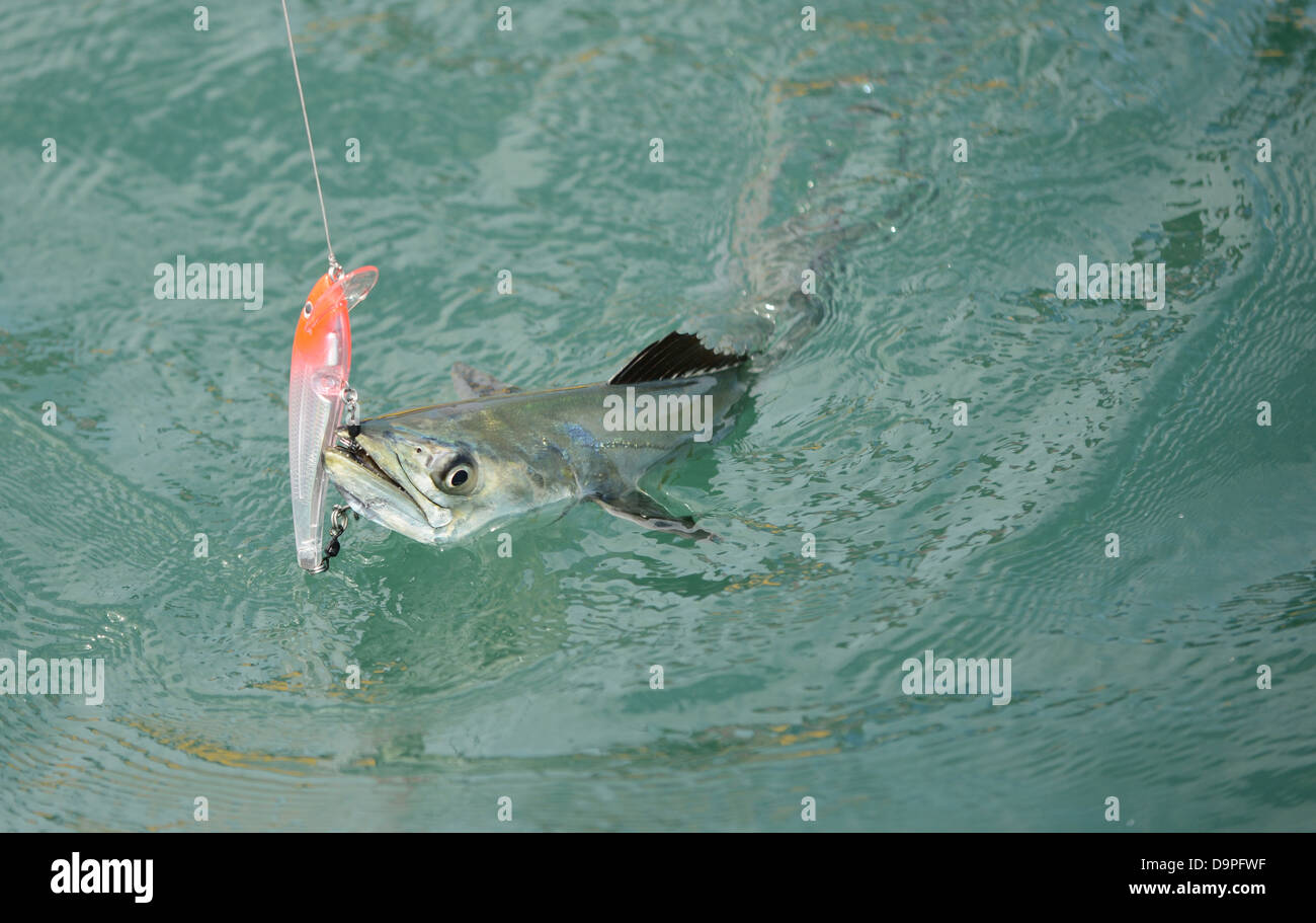 https://c8.alamy.com/comp/D9PFWF/spanish-mackerel-fish-caught-on-hook-and-fishing-line-in-ocean-D9PFWF.jpg