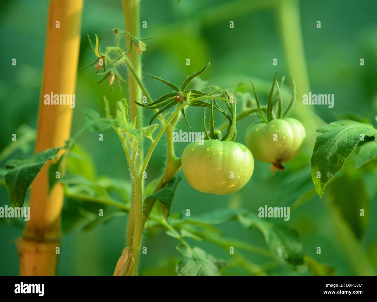 two green tomatoes growing on the vine with bamboo Stock Photo - Alamy