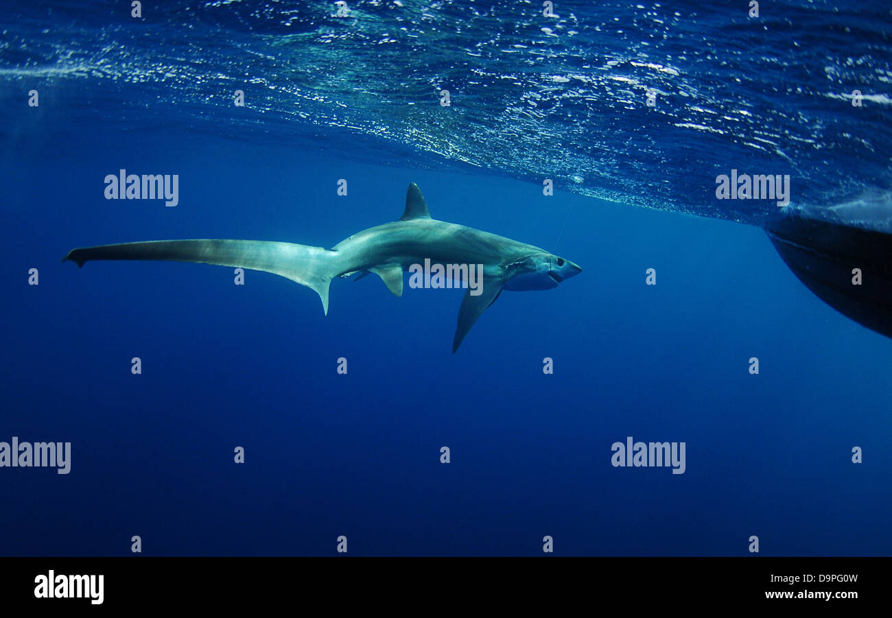 thresher shark swimming in ocean underwater near boat Stock Photo