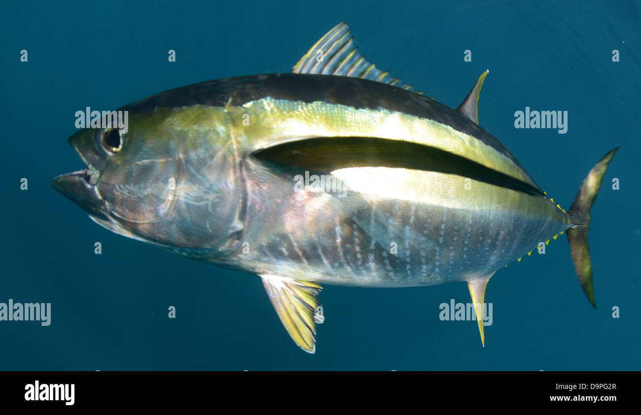 yellowfin tuna fish underwater in pacific ocean Stock Photo Alamy