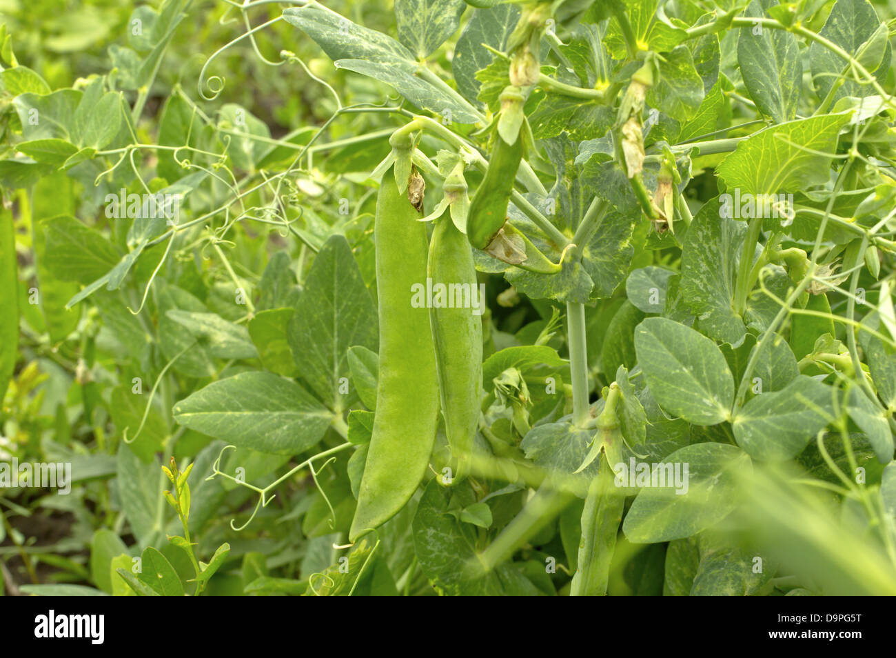 Young green peas in the garden. Stock Photo