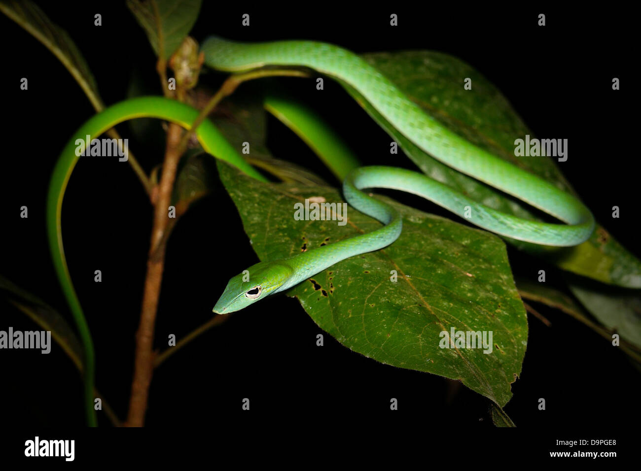 Green vine snake,or oriental whip snake. Found in China, India, Philippines, Vietnam, Indonesia, Malaysia, Thailand, Myanmar etc Stock Photo