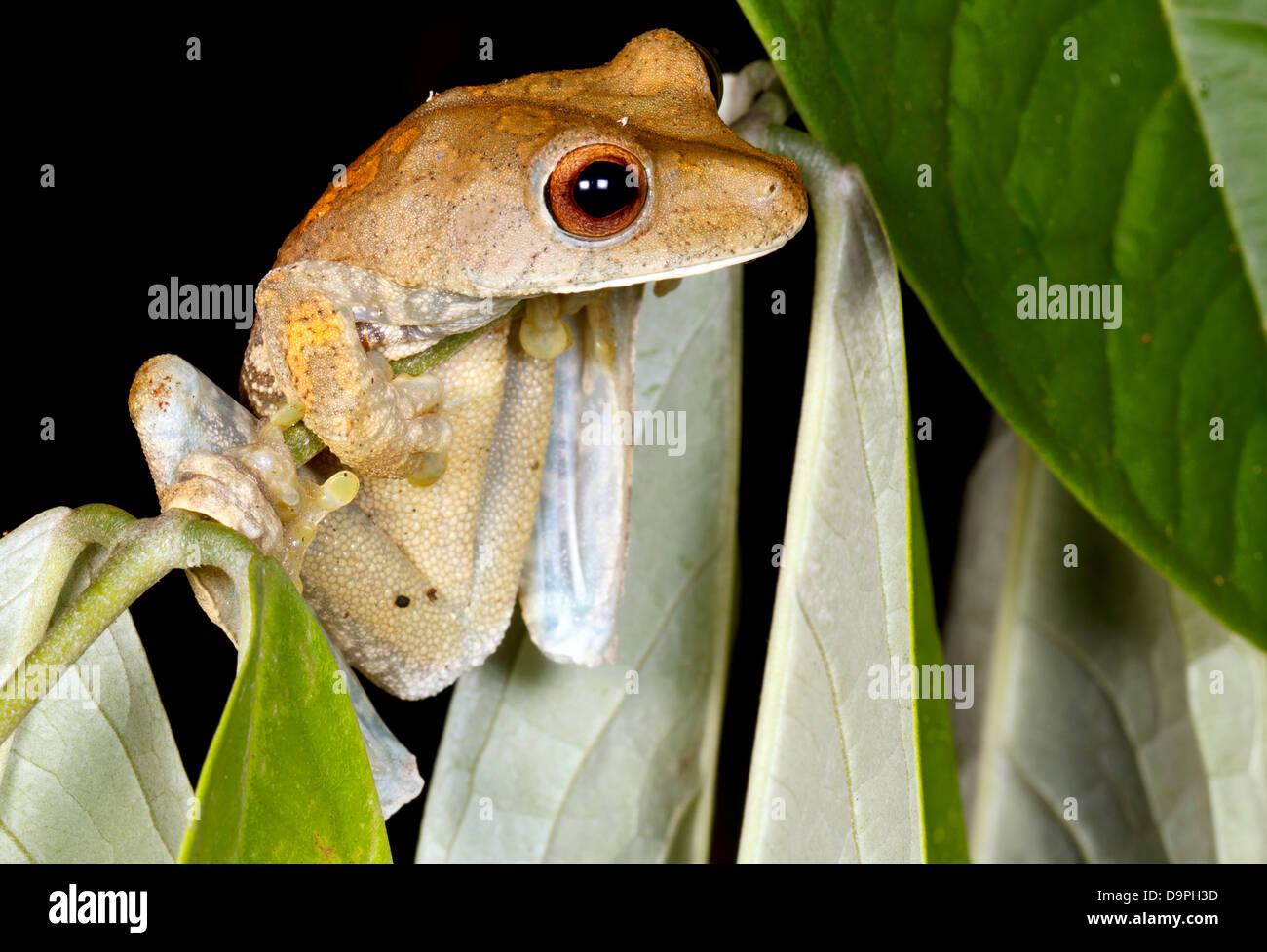 Map treefrog (Hypsiboas geographicus) in the rainforest understory, Ecuador Stock Photo