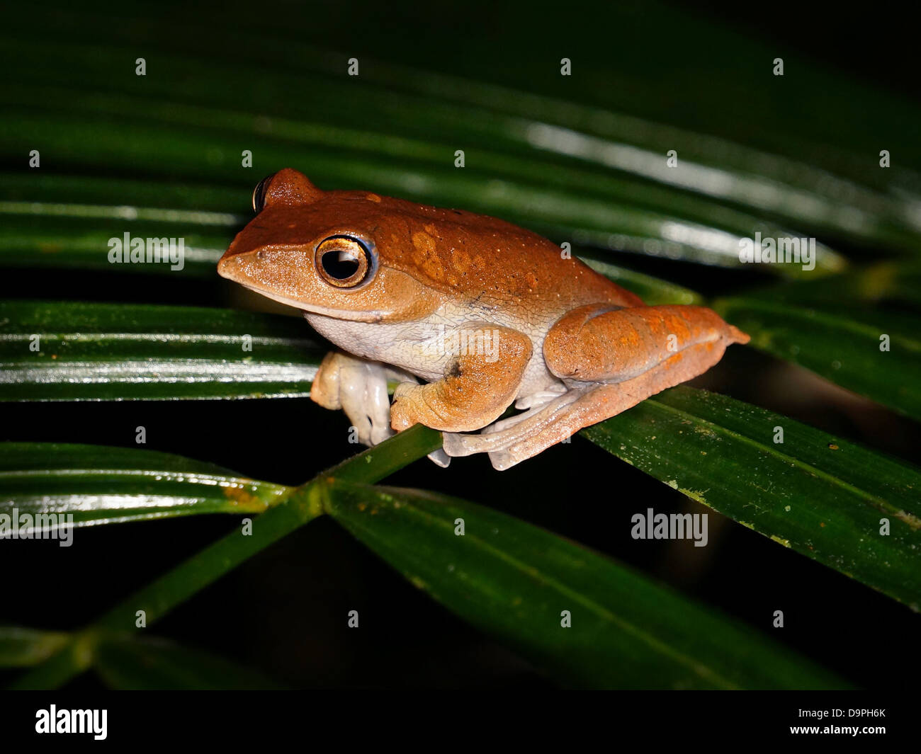 Rhacophorus baluensis Kinabalu tree frog. Endemic to montane rainforests of Malaysian (Sabah, Sarawak) Borneo. Stock Photo