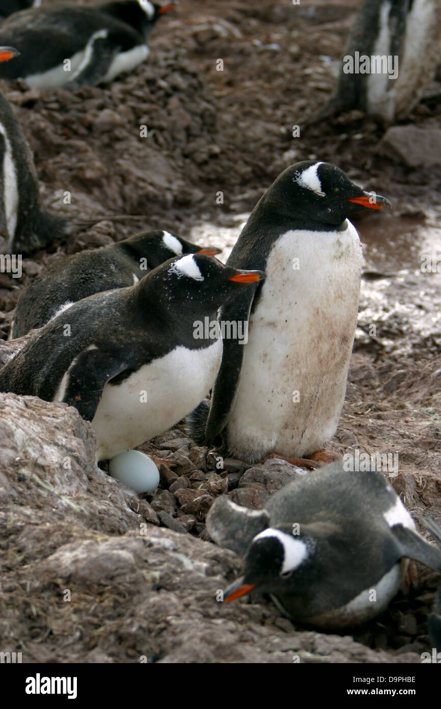 Gentoo penguin mates never leave an egg unguarded, Neko Island, Antarctica Stock Photo