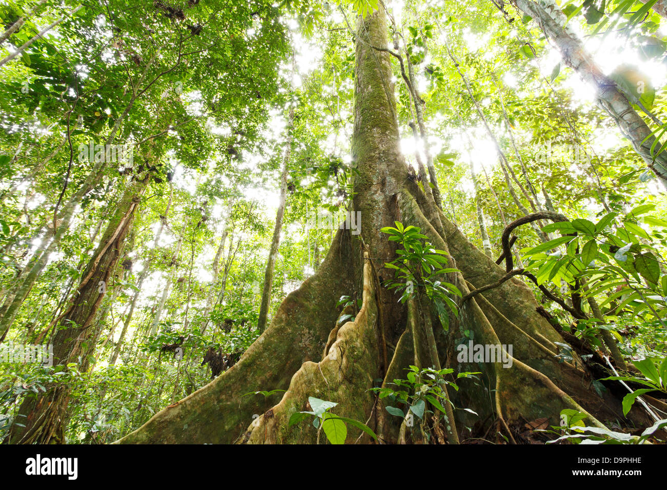Large tree in primary tropical rainforest with buttress roots, Ecuador