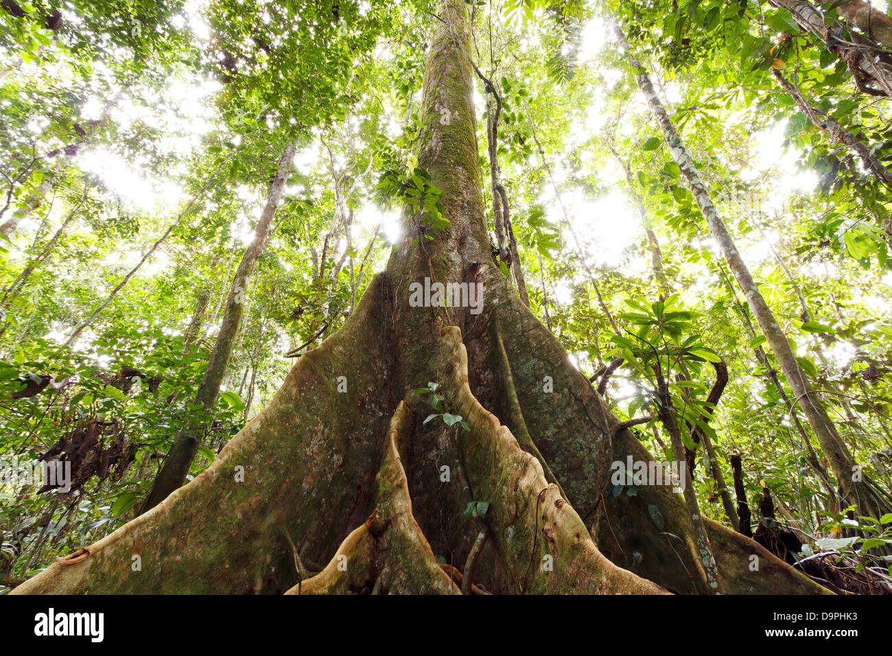 Large tree in primary tropical rainforest with buttress roots, Ecuador