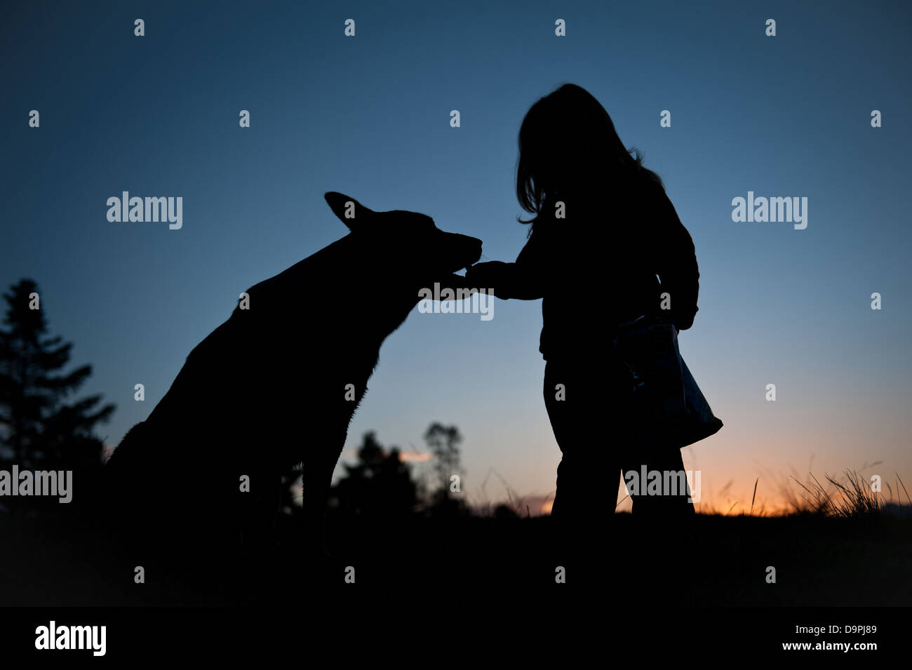 Sunset silhouette of young toddler girl with long hair feeding her dog who's sitting down. Breed is an Australian Cattle dog. Stock Photo