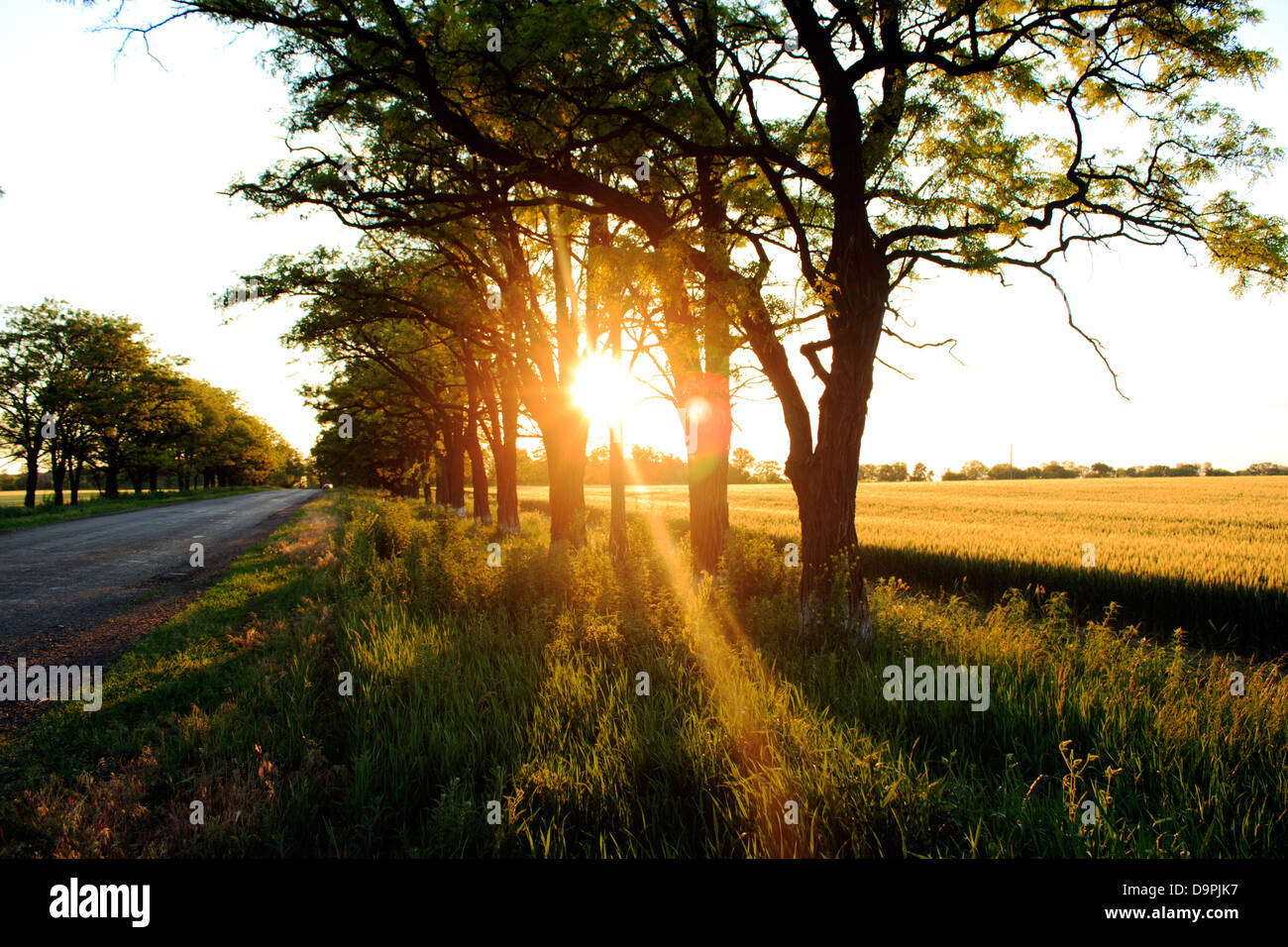 Rural road at sunset hi-res stock photography and images - Alamy