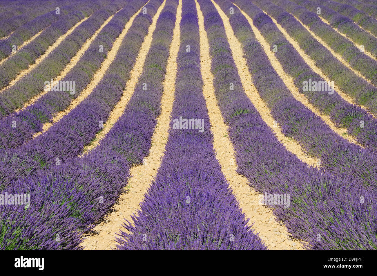 Lavendelfeld - lavender field 08 Stock Photo