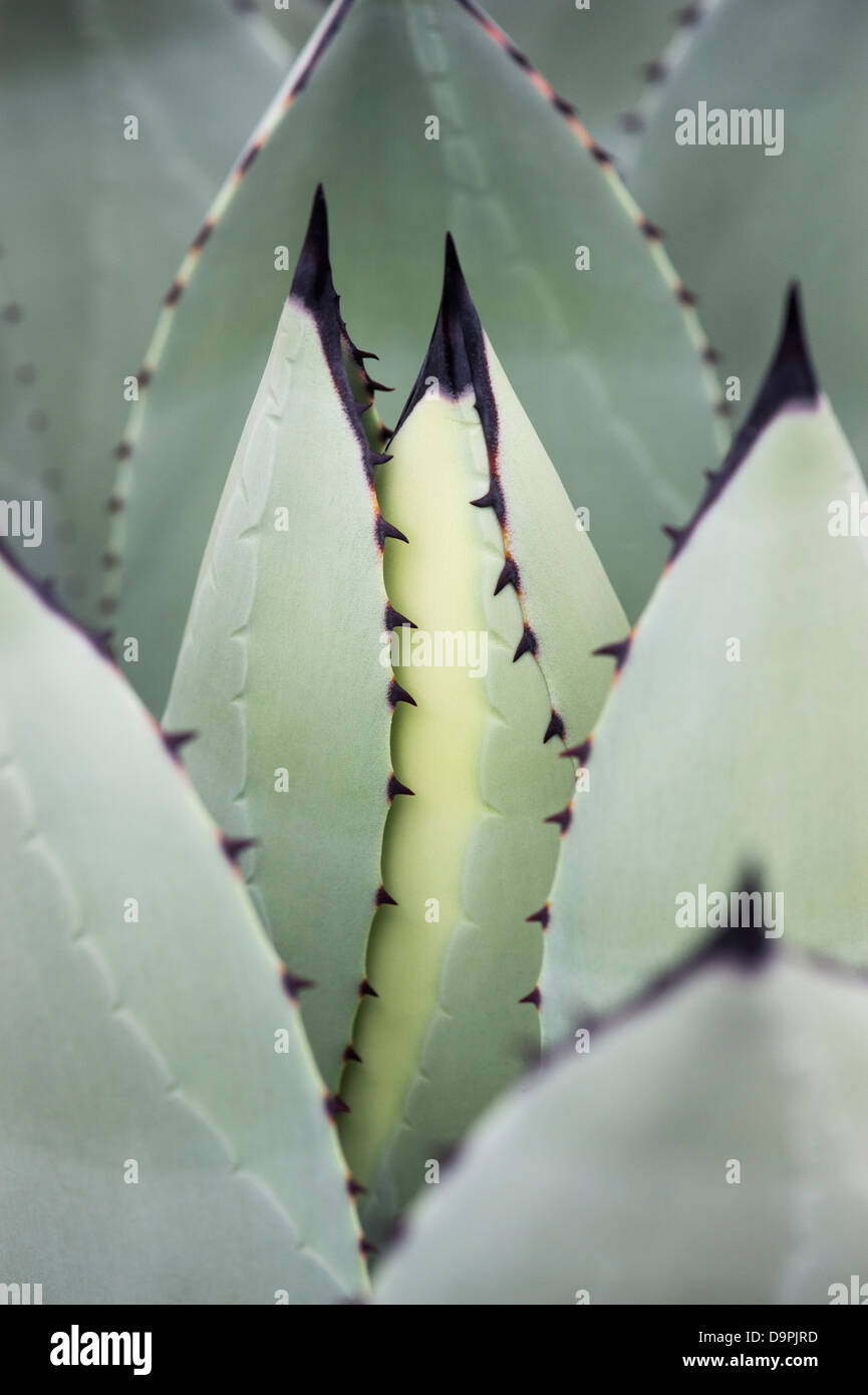 Agave Parryi plant Stock Photo