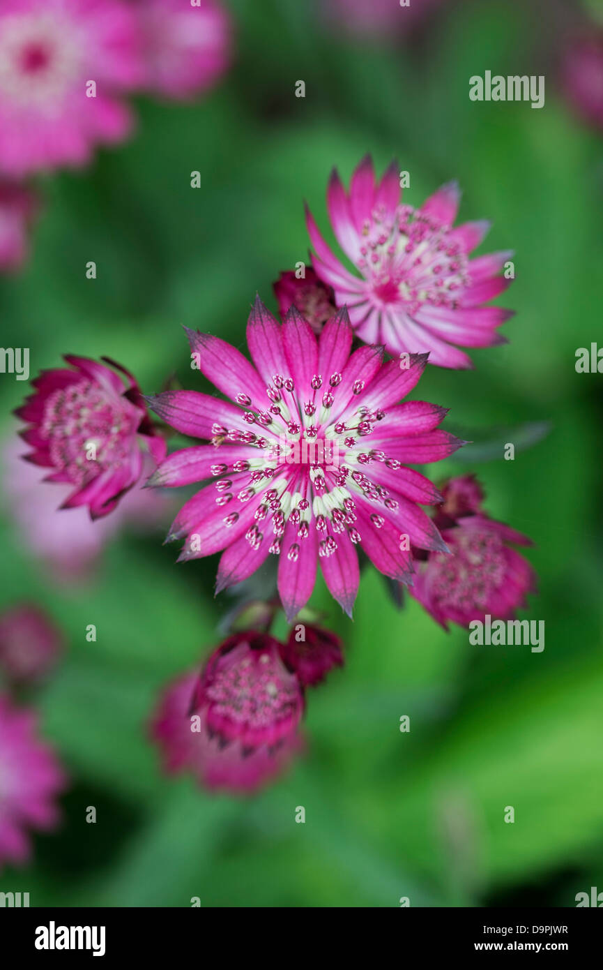 Astrantia major 'Hadspen Blood' flower against green background. Masterwort Stock Photo