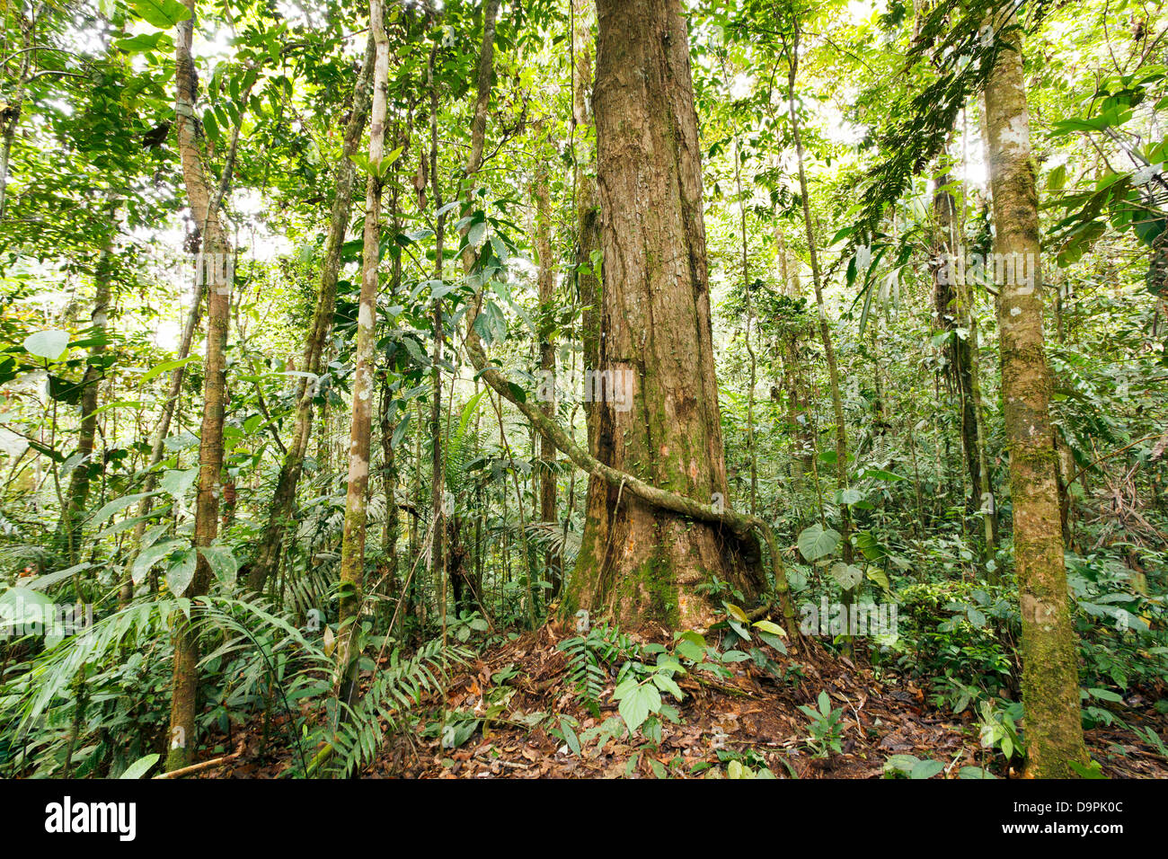 Large tree in primary tropical rainforest, Ecuador Stock Photo