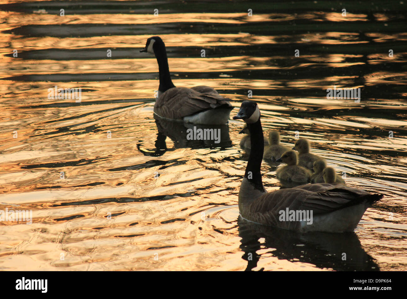 Pictures Of Baby Geese Stock Photo Alamy