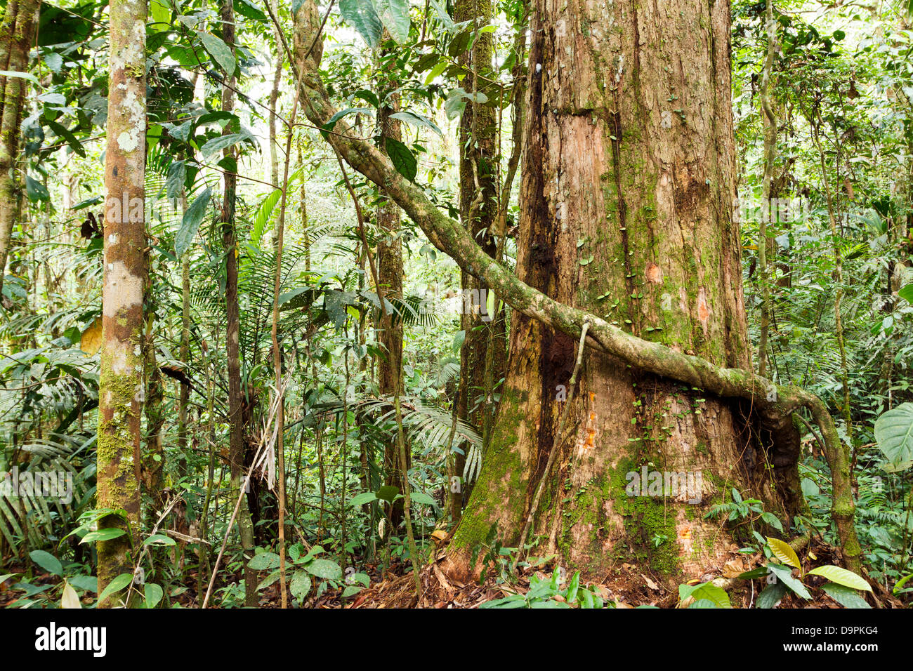 Large tree in primary tropical rainforest, Ecuador Stock Photo - Alamy