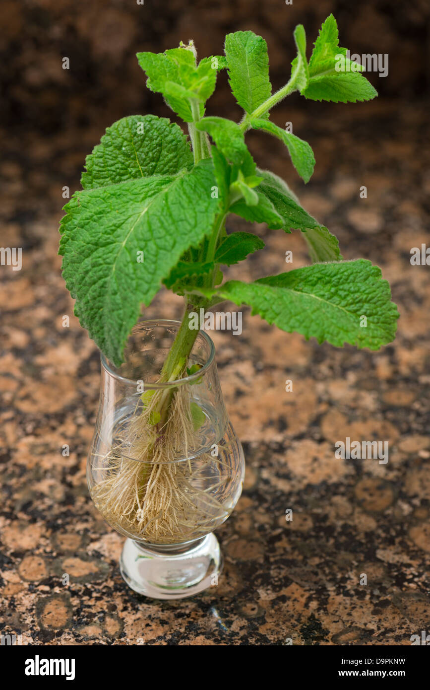 A sprig of mint that has grown roots after being put in a glass of water Stock Photo