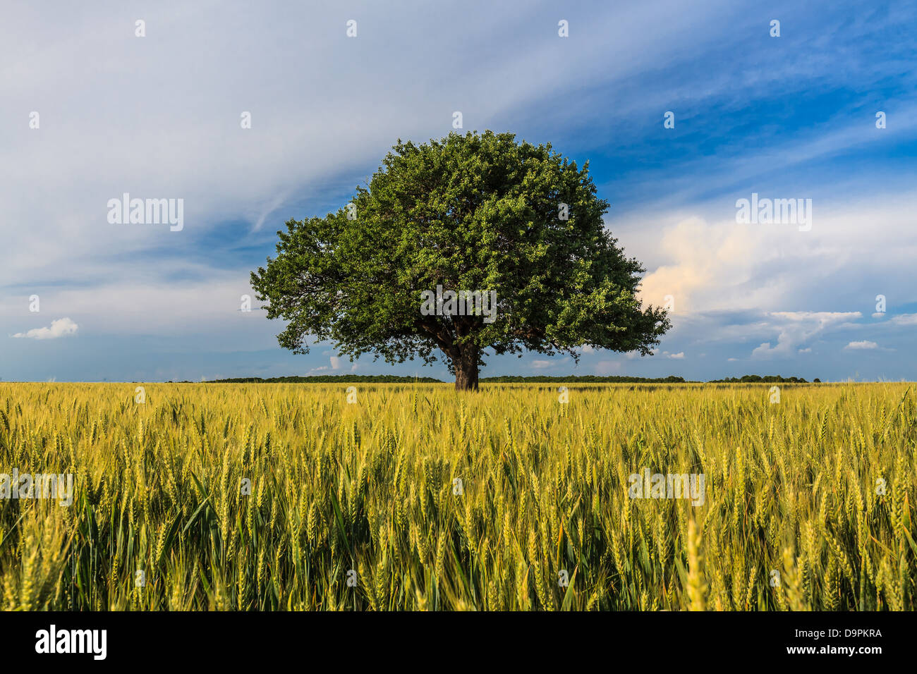single tree in spring Stock Photo - Alamy