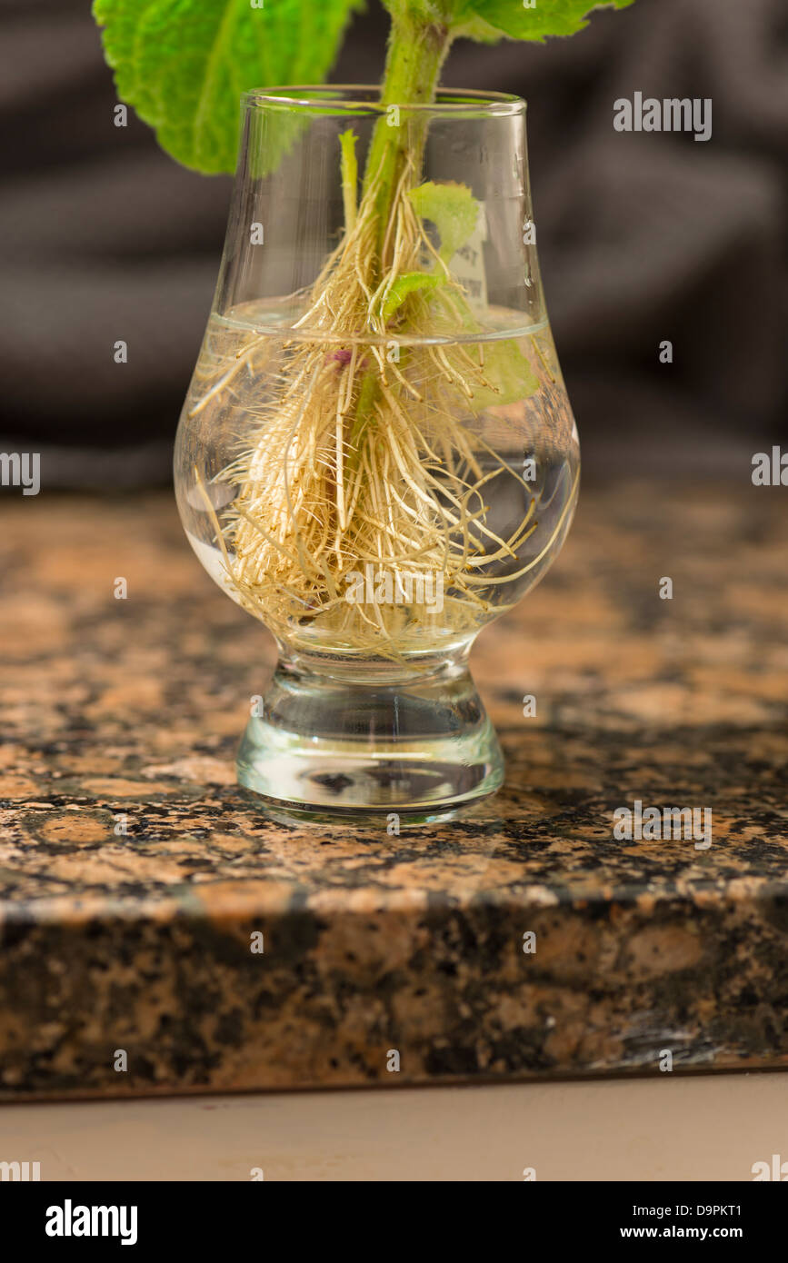A sprig of mint that has grown roots after being put in a glass of water Stock Photo