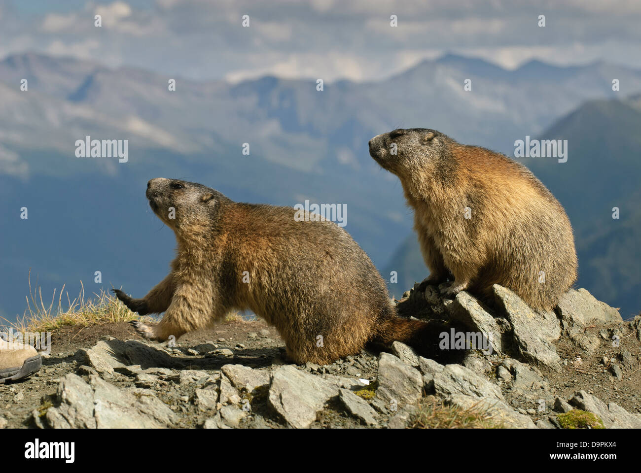murmeltier-alpine-marmot-marmota-marmota-stock-photo-alamy