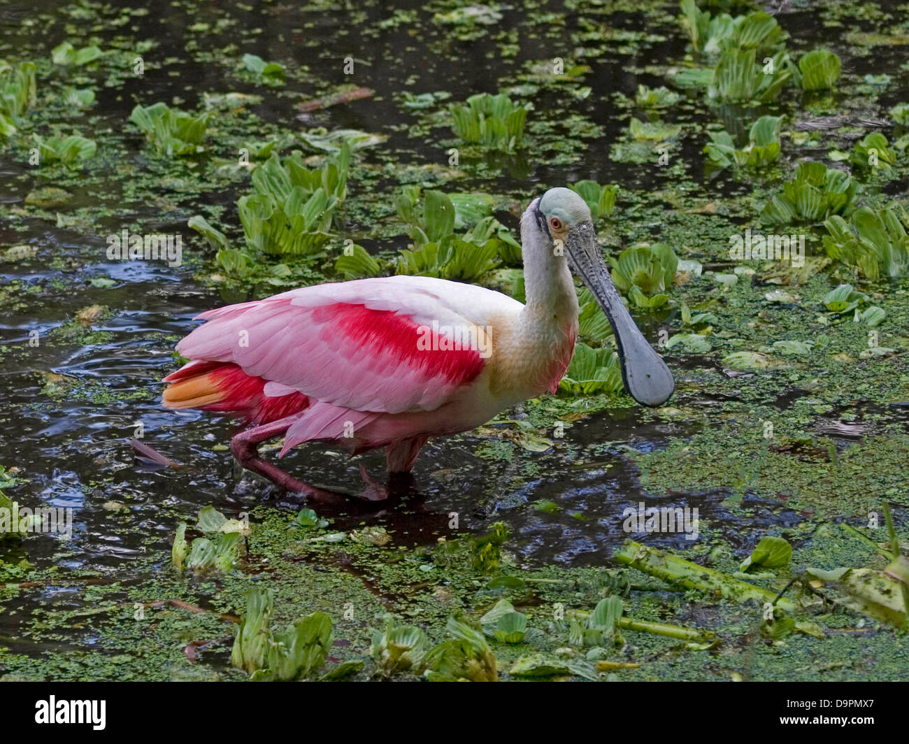 Roseate spoonbill in pond, Florida Stock Photo