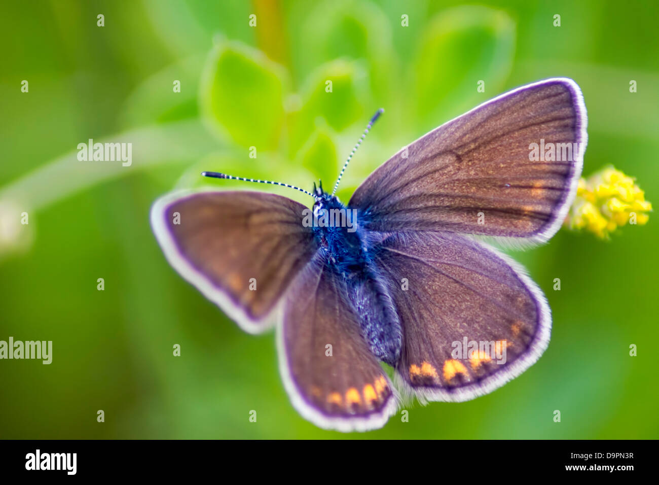 Portrait of a butterfly (Polyommatus amandus Schneider) Stock Photo