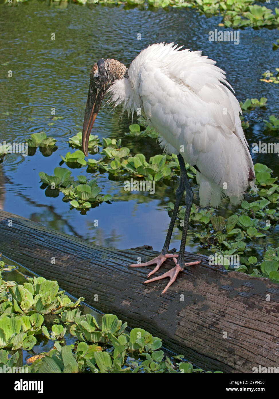 Wood stork perched by lake Stock Photo