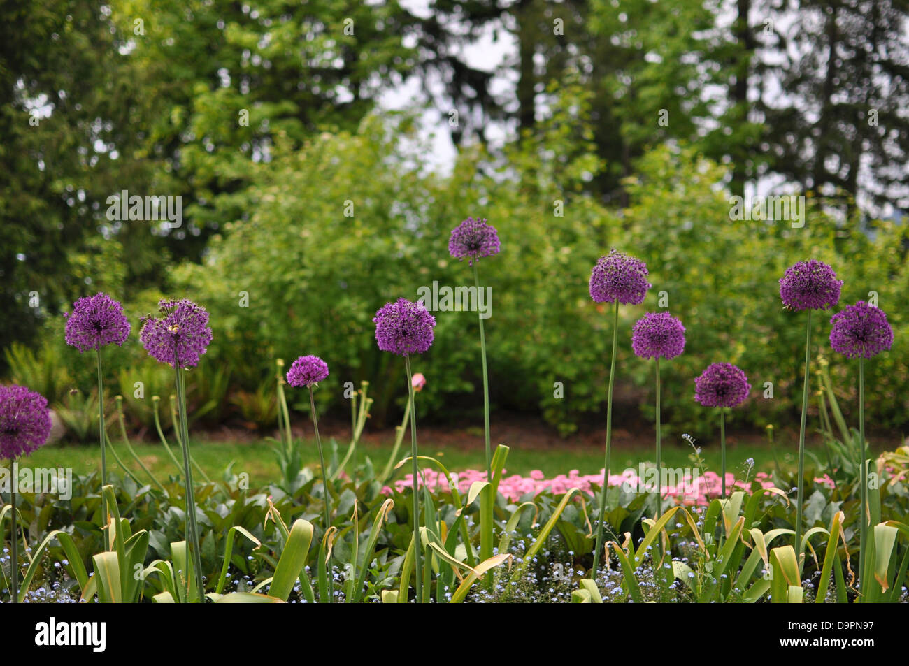 Garden grass purple flowers hi-res stock photography and images - Alamy