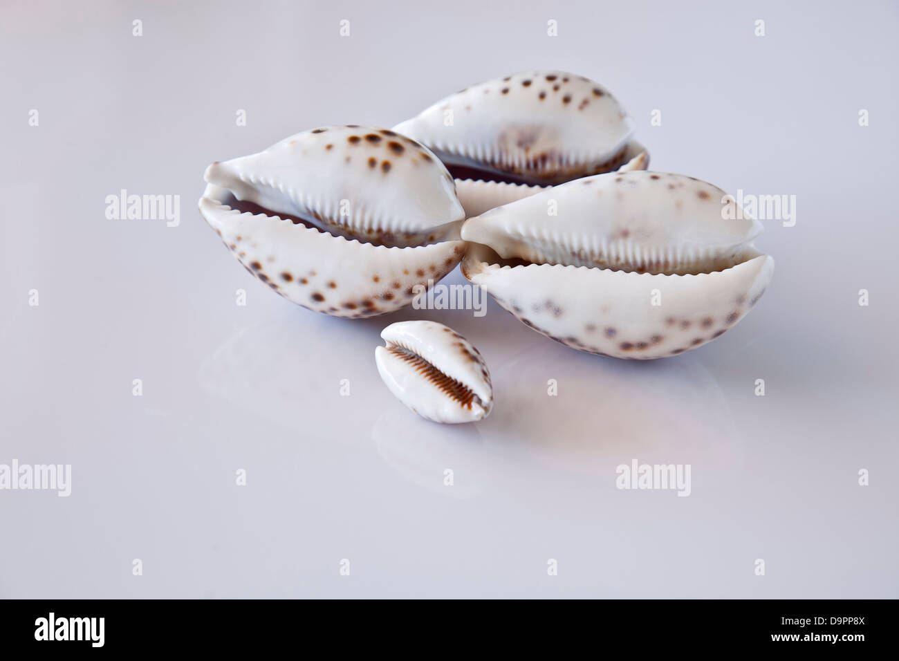 Some Cypraea tigris shells. Stock Photo