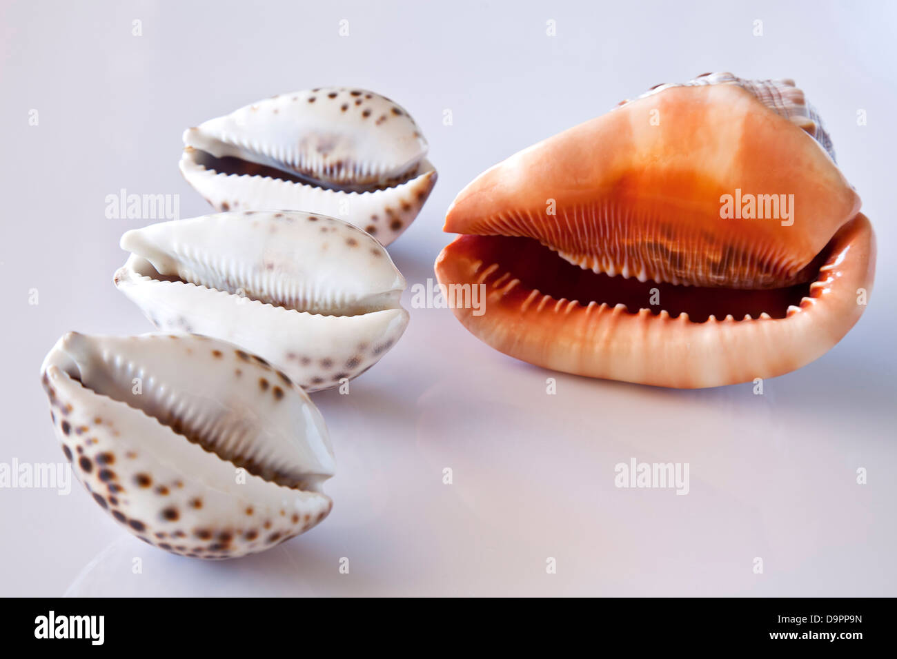 Four seashells. Stock Photo
