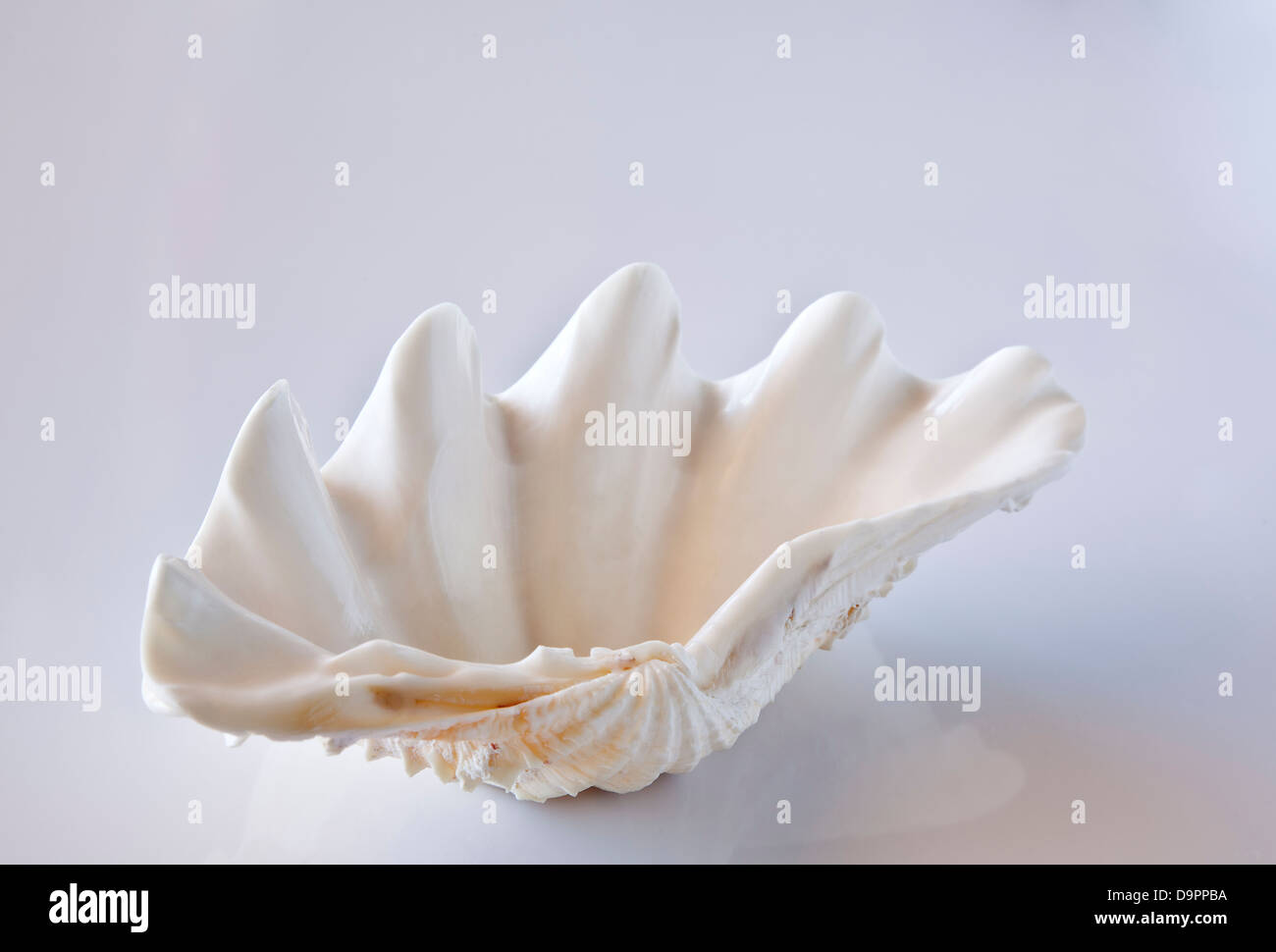 Tridacnidal shell . Stock Photo