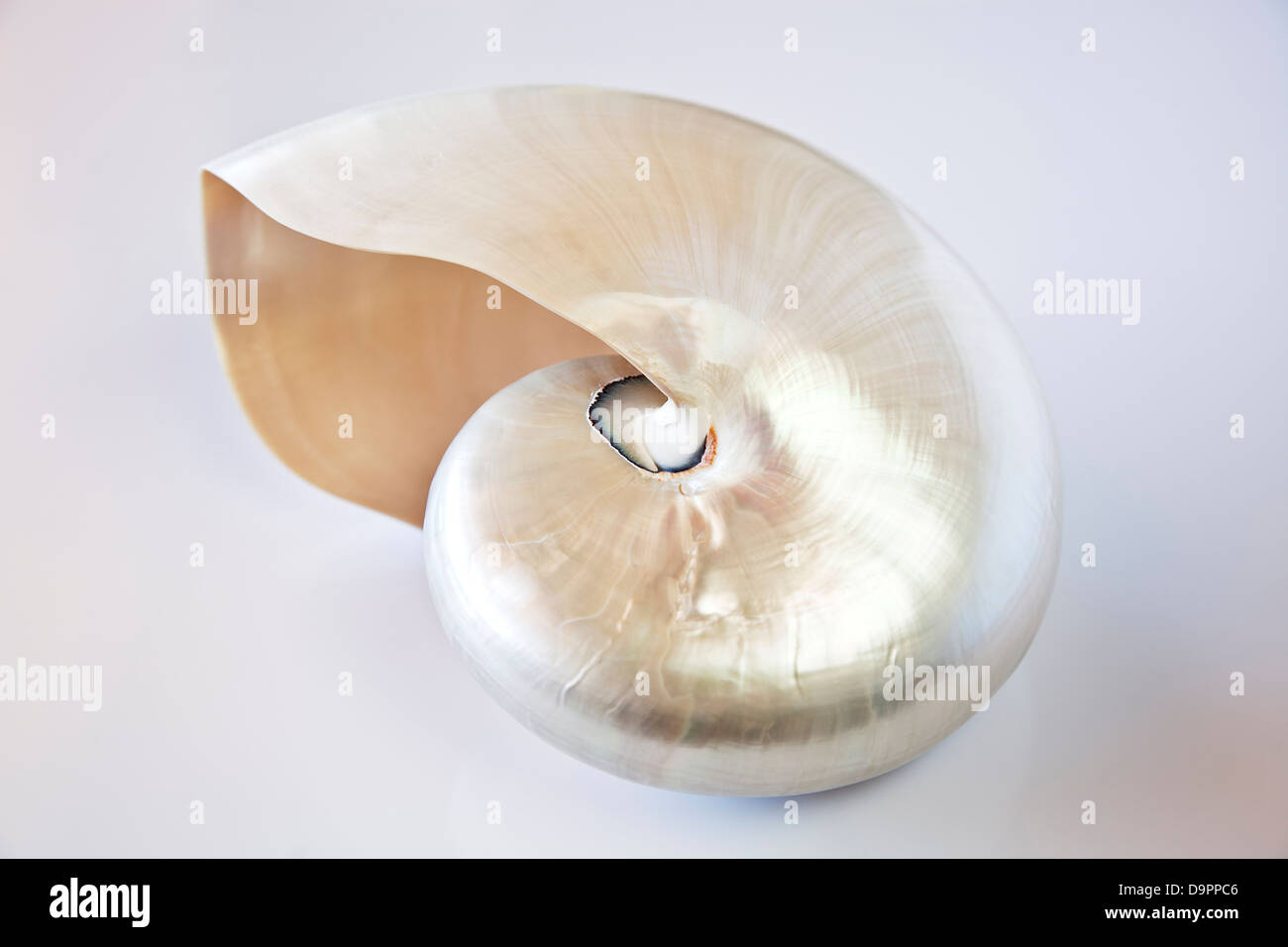 Pearly nautilus shell. Stock Photo