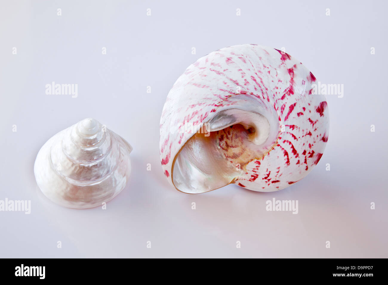 Two seashells. Stock Photo