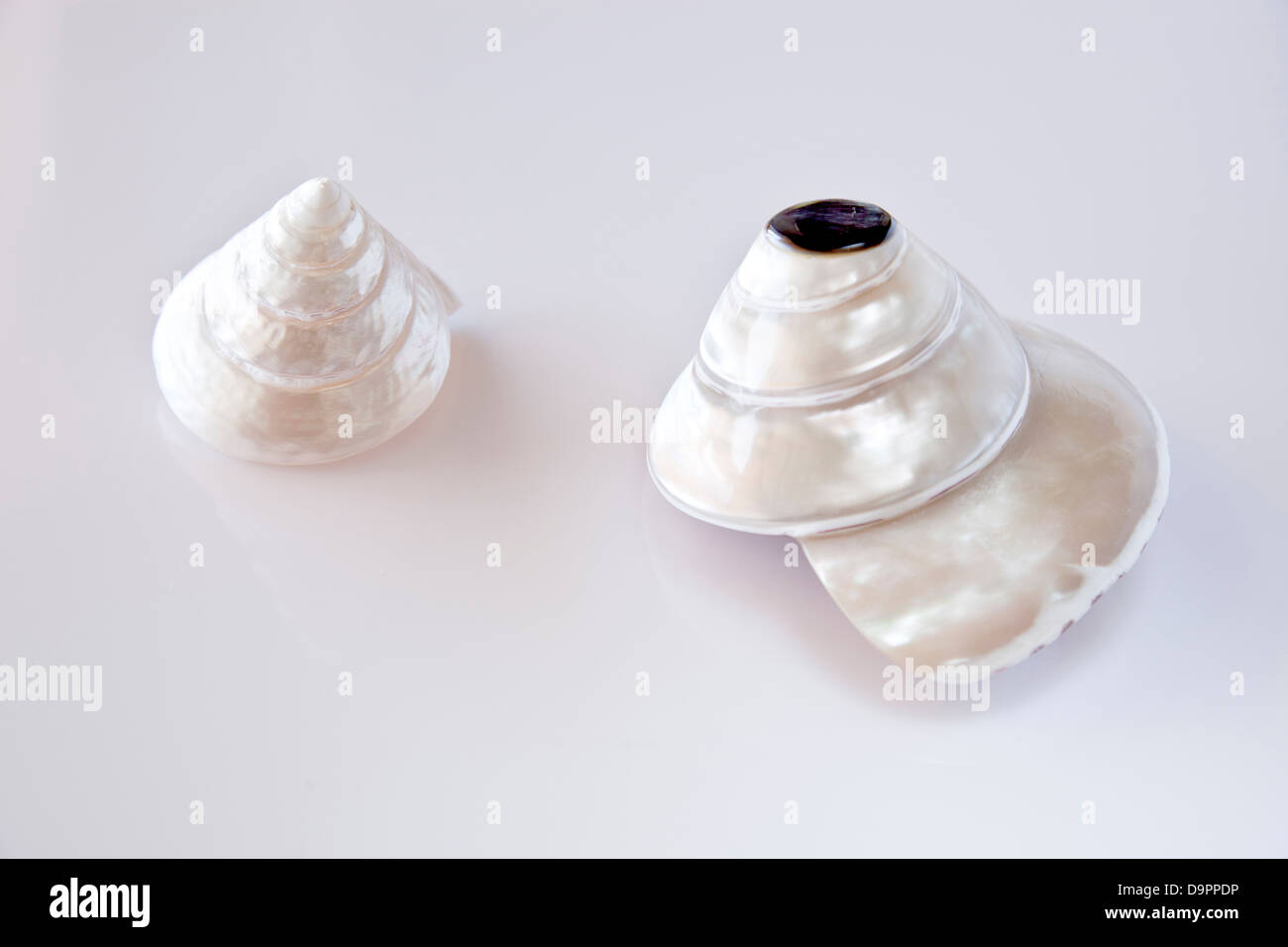 Pearly shells. Stock Photo