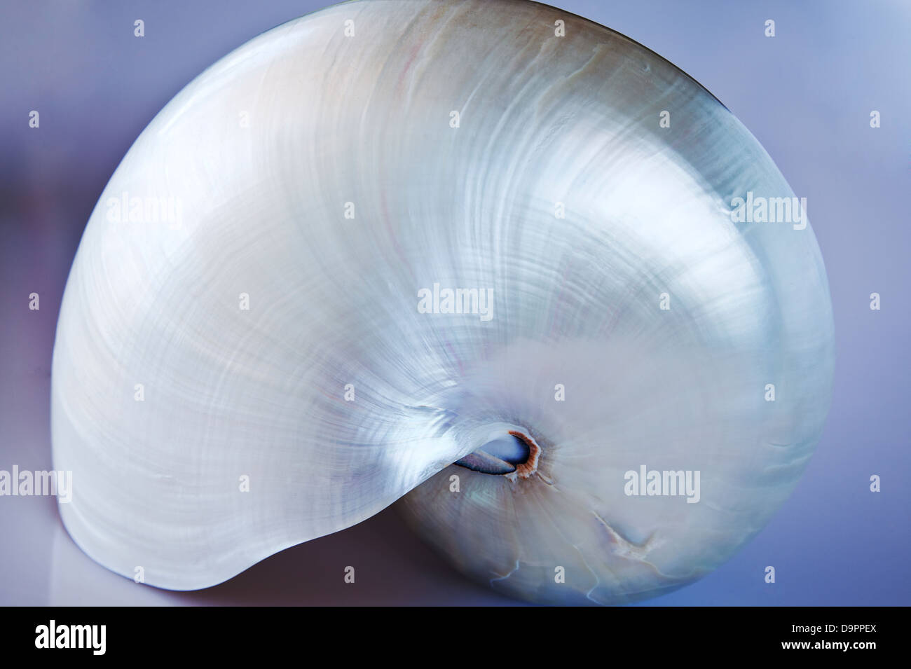 Nautilus shell in blue background. Stock Photo