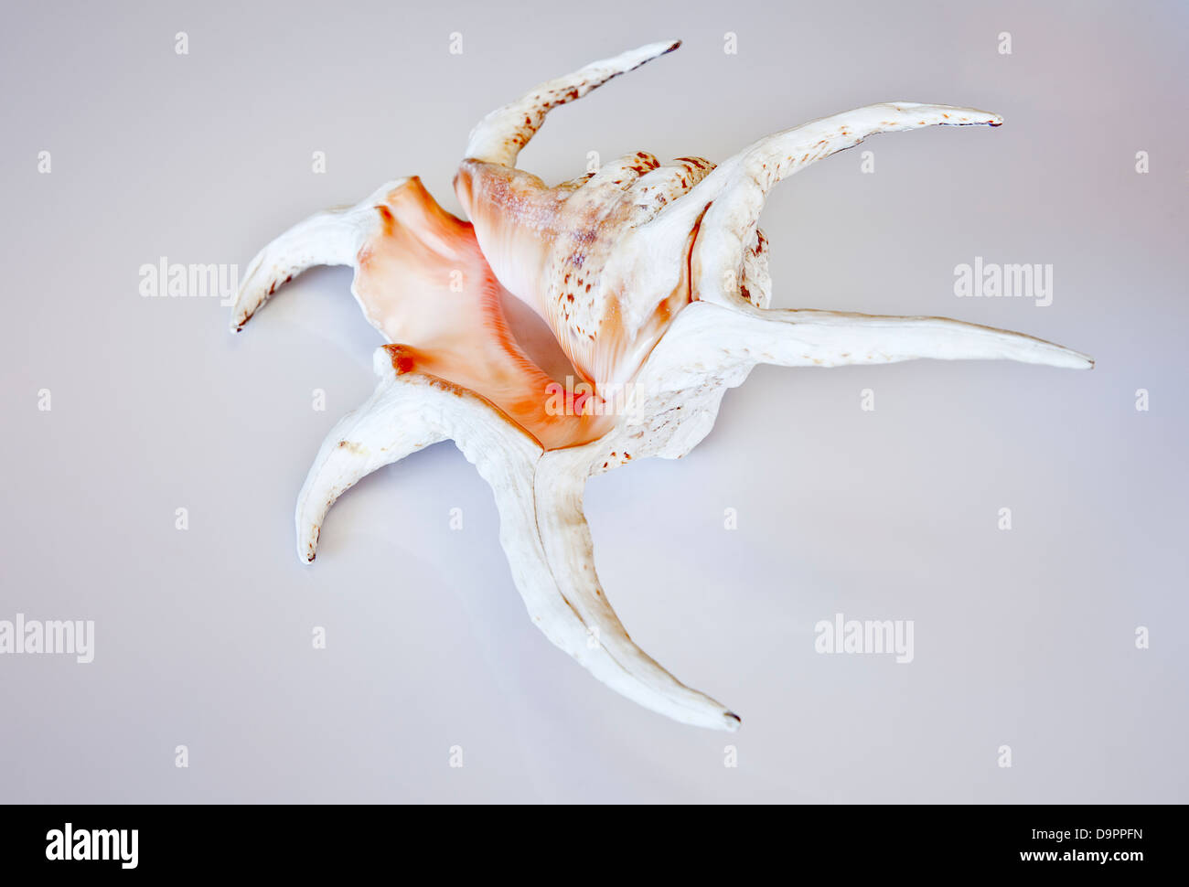 Lambis chiragra shell. Stock Photo