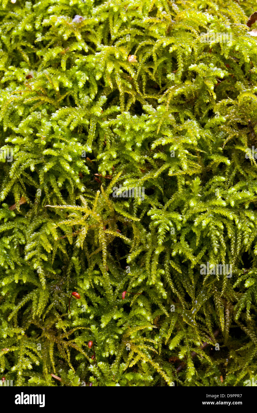 Red-stemmed feather moss (Pleurozium schreberi) Stock Photo