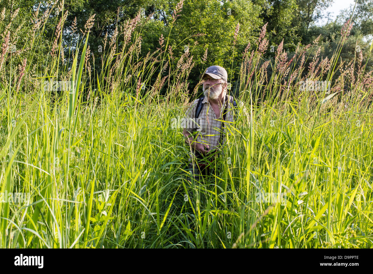 Calamagrostis arundinacea or reed grass. The man in the tall grass on a summer meadow Stock Photo