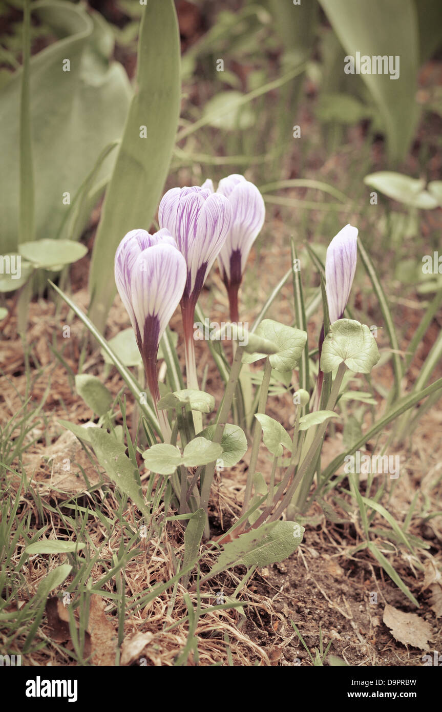 Purple crocus in spring hi-res stock photography and images - Alamy