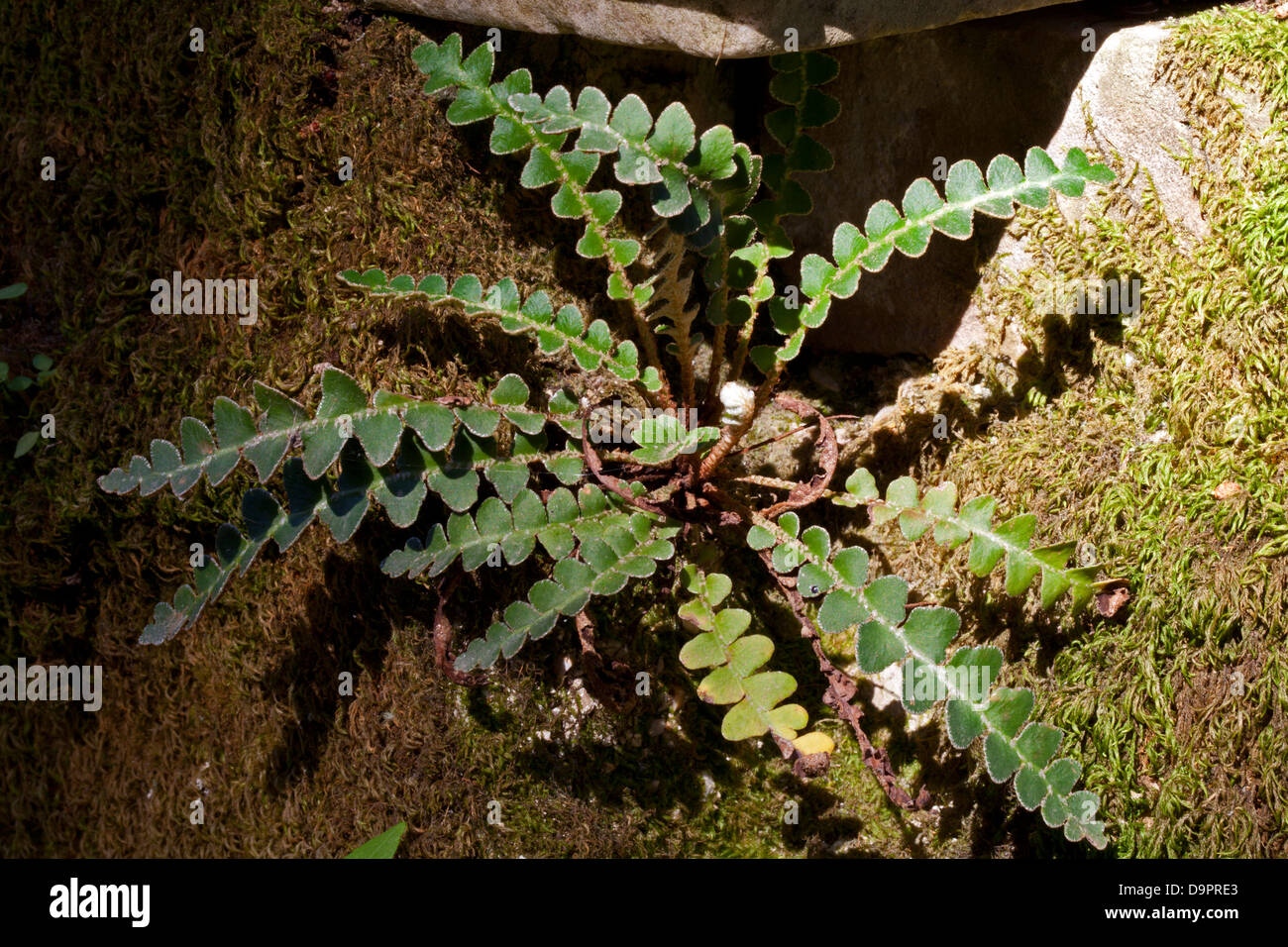 Rustyback fern (Asplenium ceterach) Stock Photo