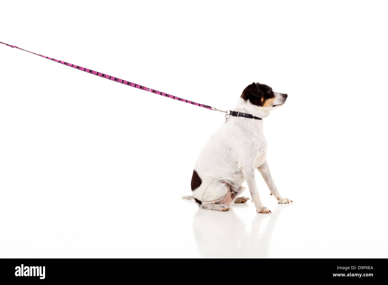 Png hotsell dog chain