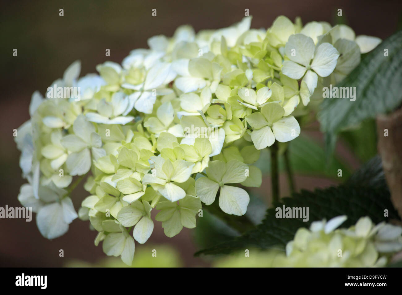 bunch of hydrangea or mop head flowers Stock Photo - Alamy