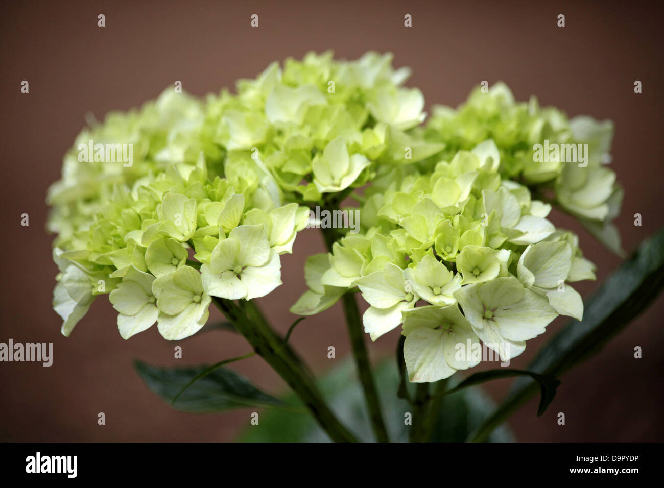 bunch of hydrangea or mop head flowers Stock Photo Alamy