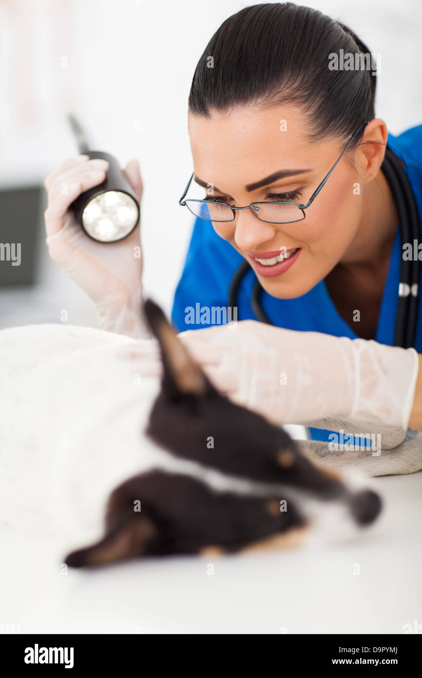 vet doctor examining pet dog skin with medical LED light Stock Photo