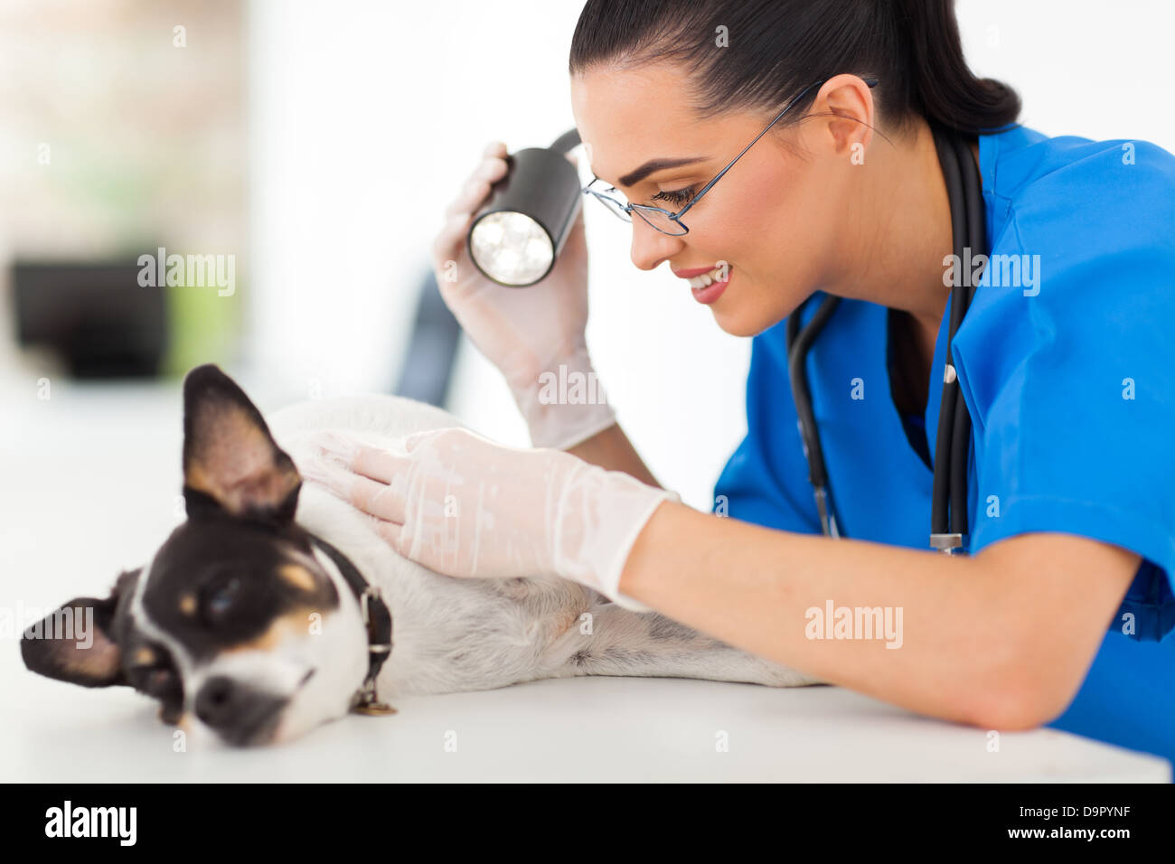 professional vet doctor examining pet dog skin with examining light Stock Photo