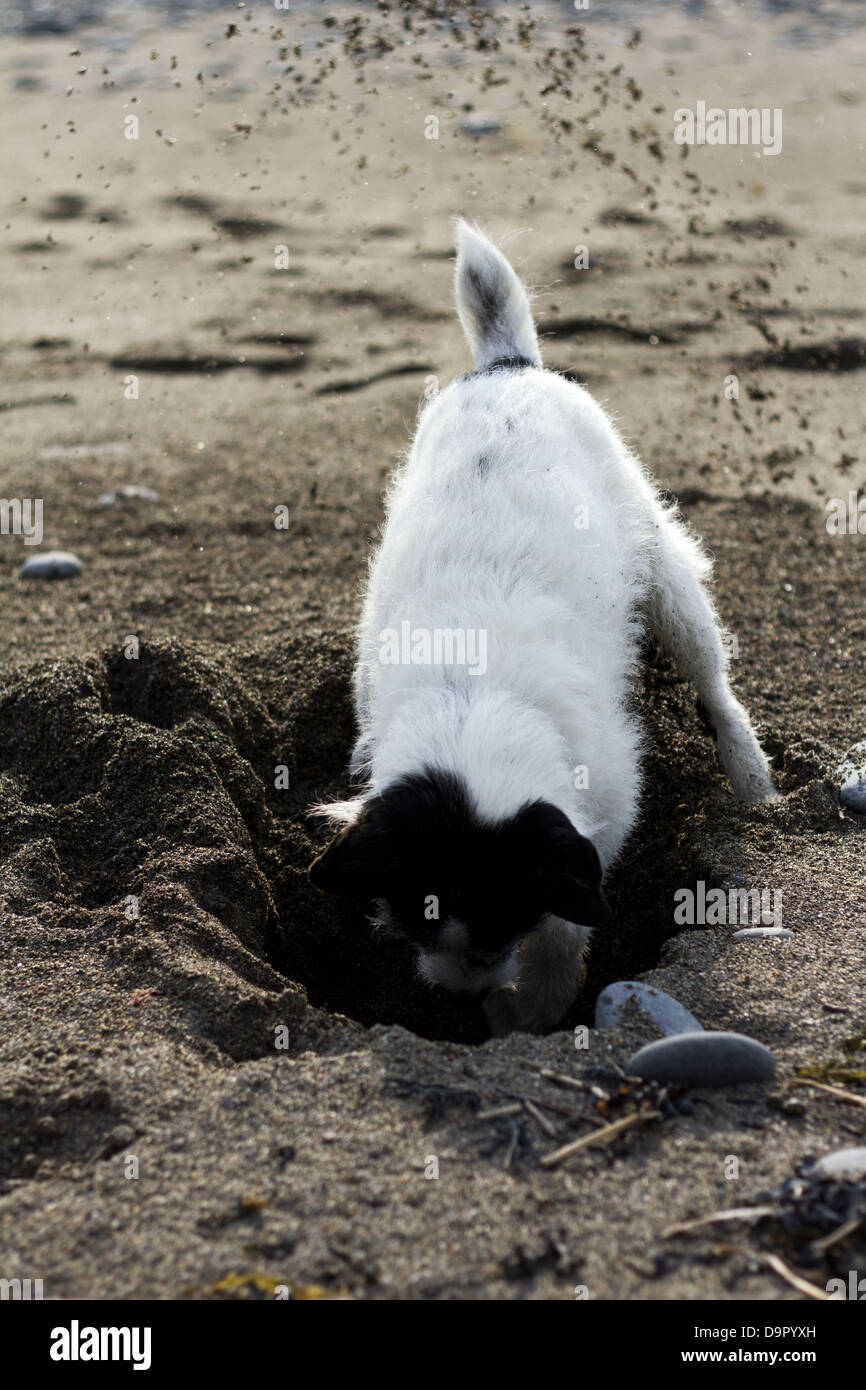 Black and white Jack Russell Terrier dog digging a hole on the beach Stock Photo Alamy