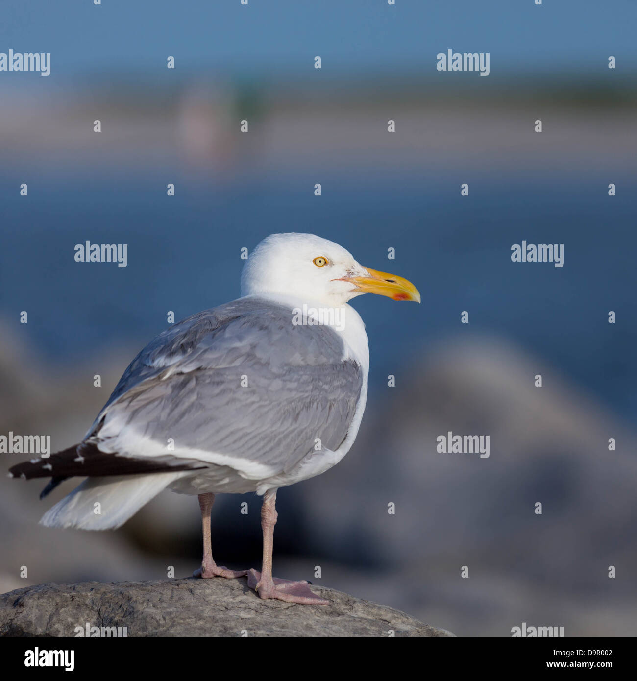 Adult Herring Gull standing on a rock Stock Photo