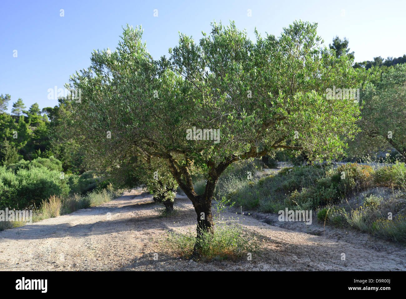 Olive tree (Olea europaea) in olive grove near Monolithos, Rhodes (Rodos), The Dodecanese, South Aegean Region, Greece Stock Photo