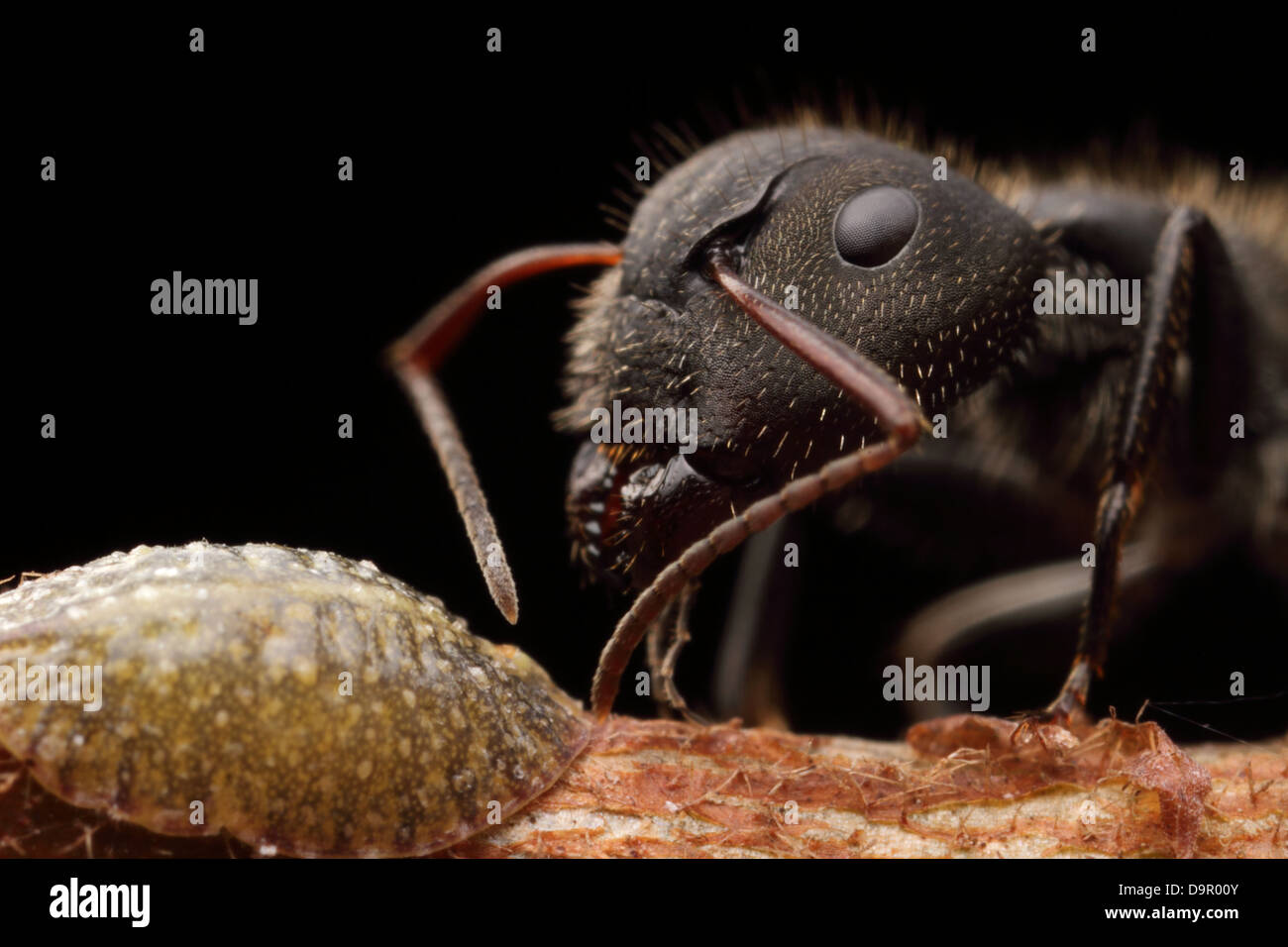 Big Ant Images – Browse 136 Stock Photos, Vectors, and Video